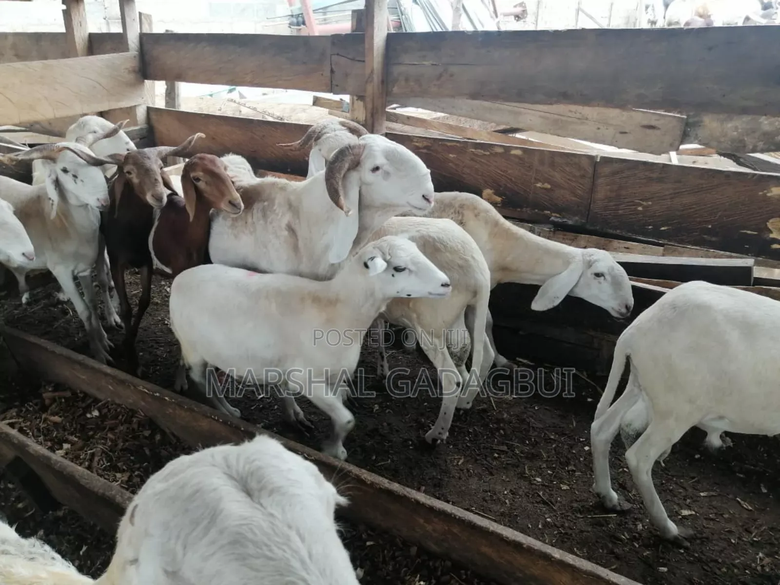 Sheep - Ram for Sale