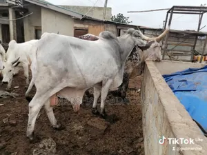 Cattle (Bulls) for Sale