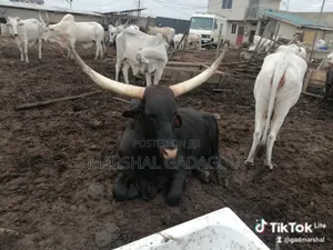 Cattle (Bulls) for Sale