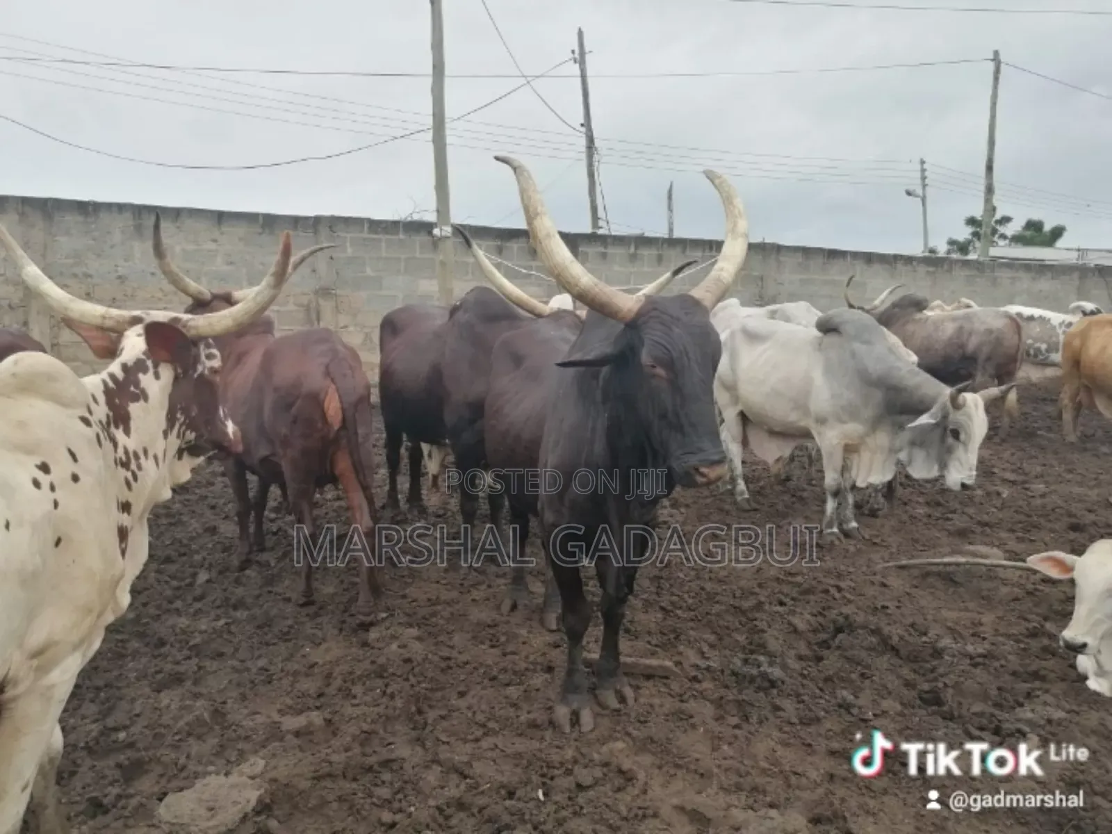 Cattle (Bulls) for Sale