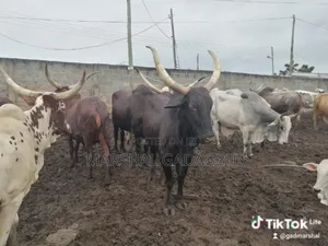 Cattle (Bulls) for Sale