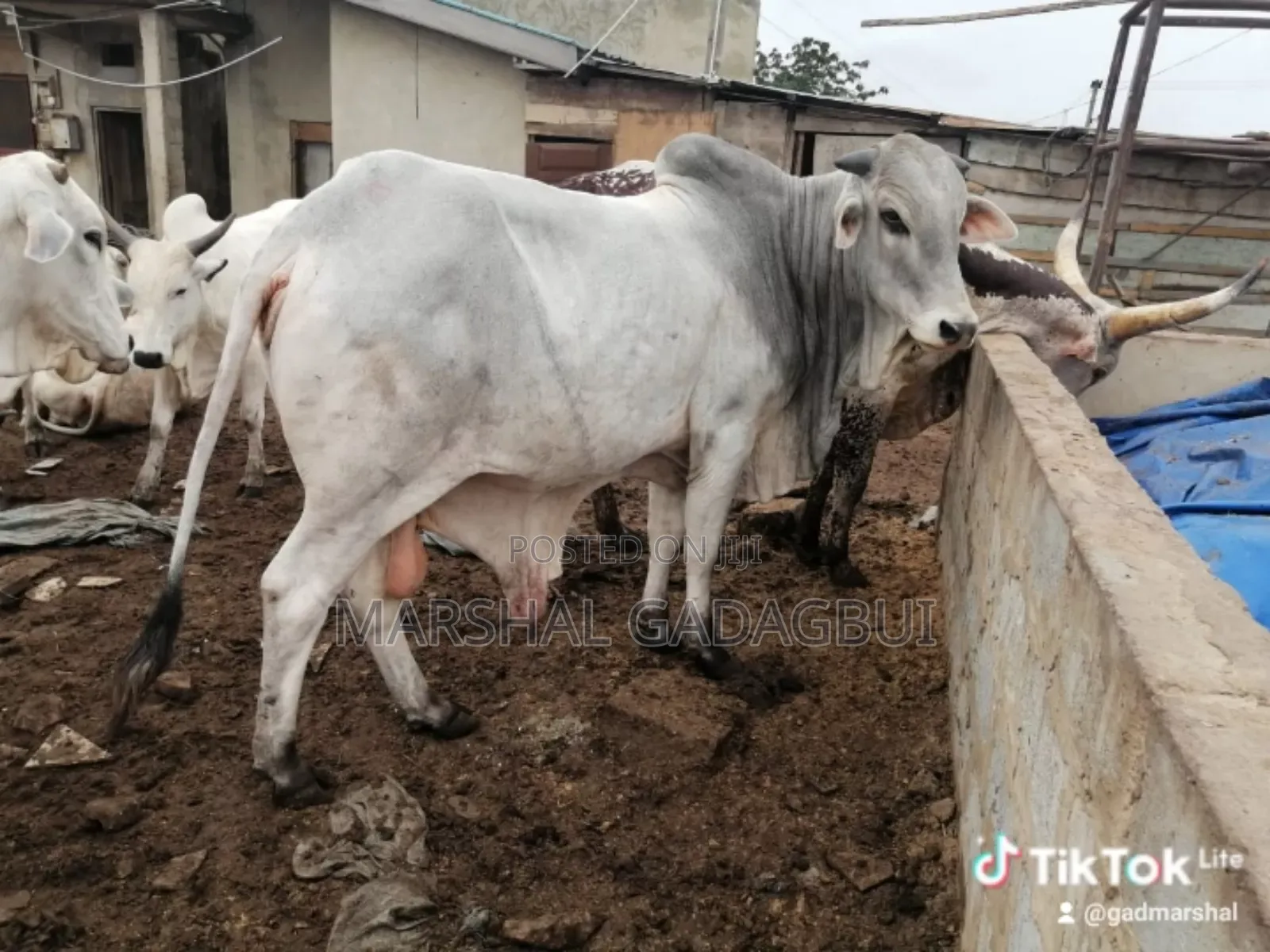 Cattle (Bulls) for Sale