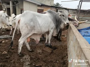 Cattle (Bulls) for Sale