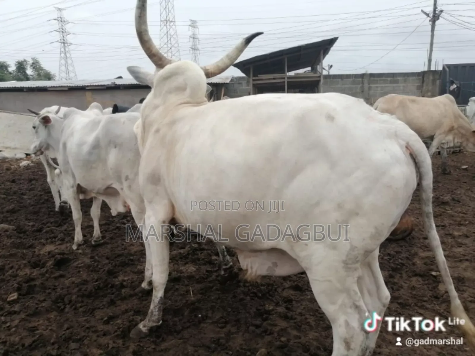 Cattle (Bulls) for Sale