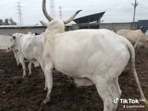 Cattle (Bulls) for Sale
