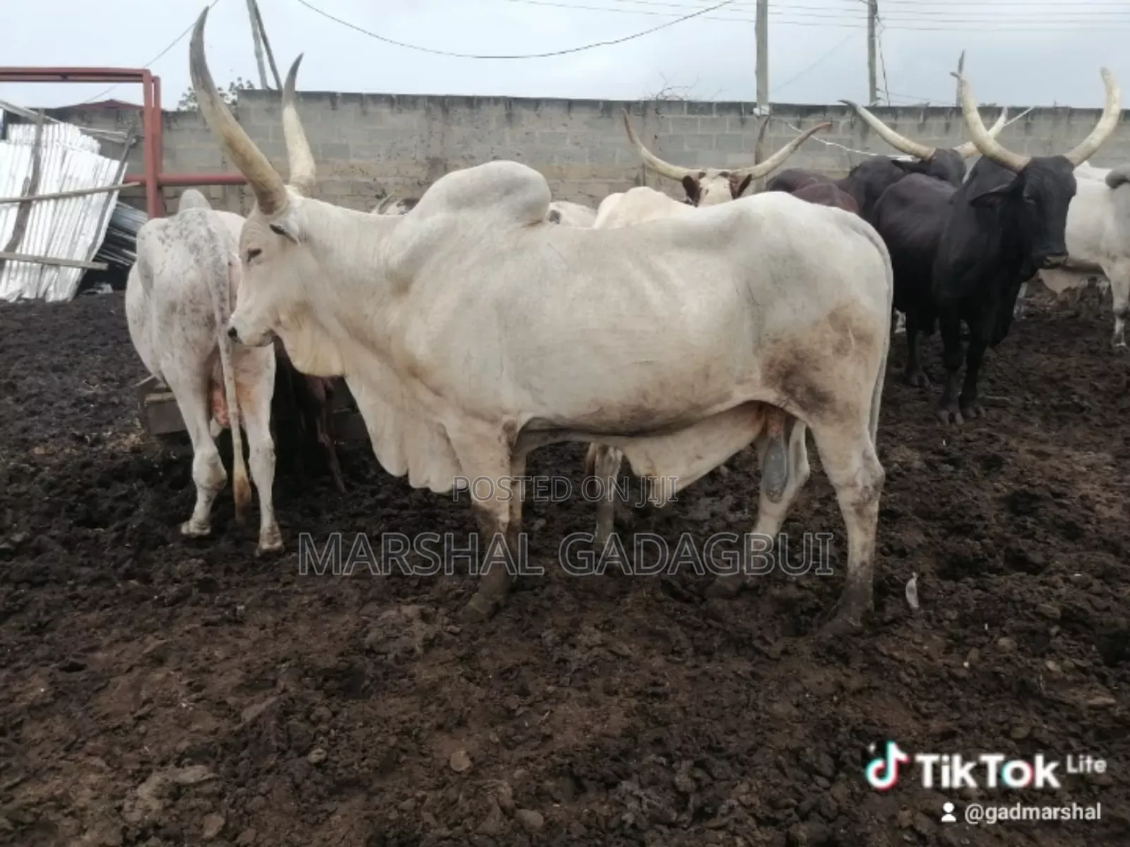 Cattle (Bulls) for Sale