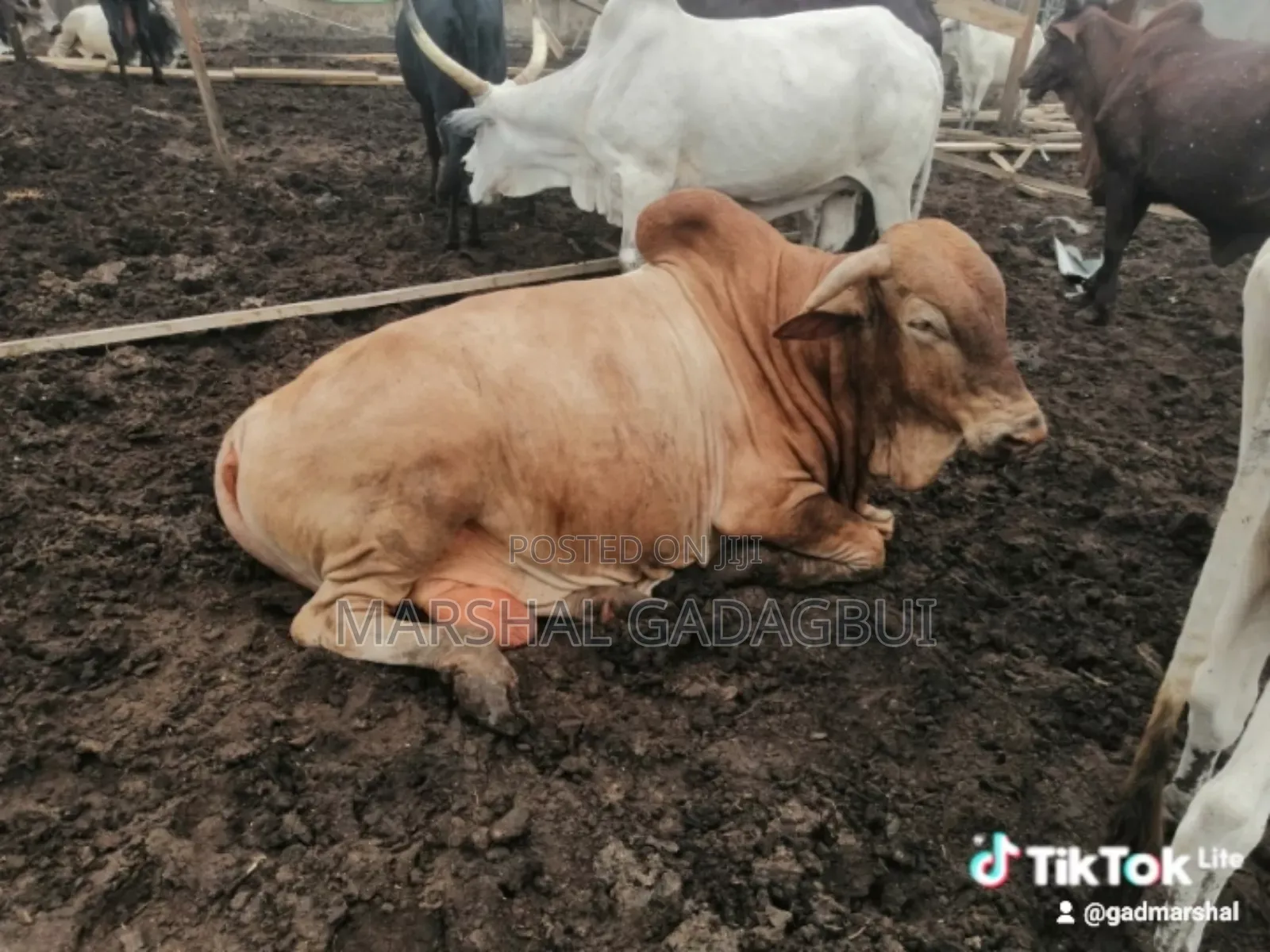 Cattle (Bulls) for Sale