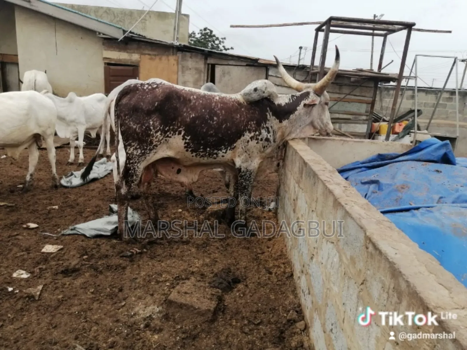 Cattle (Bulls) for Sale