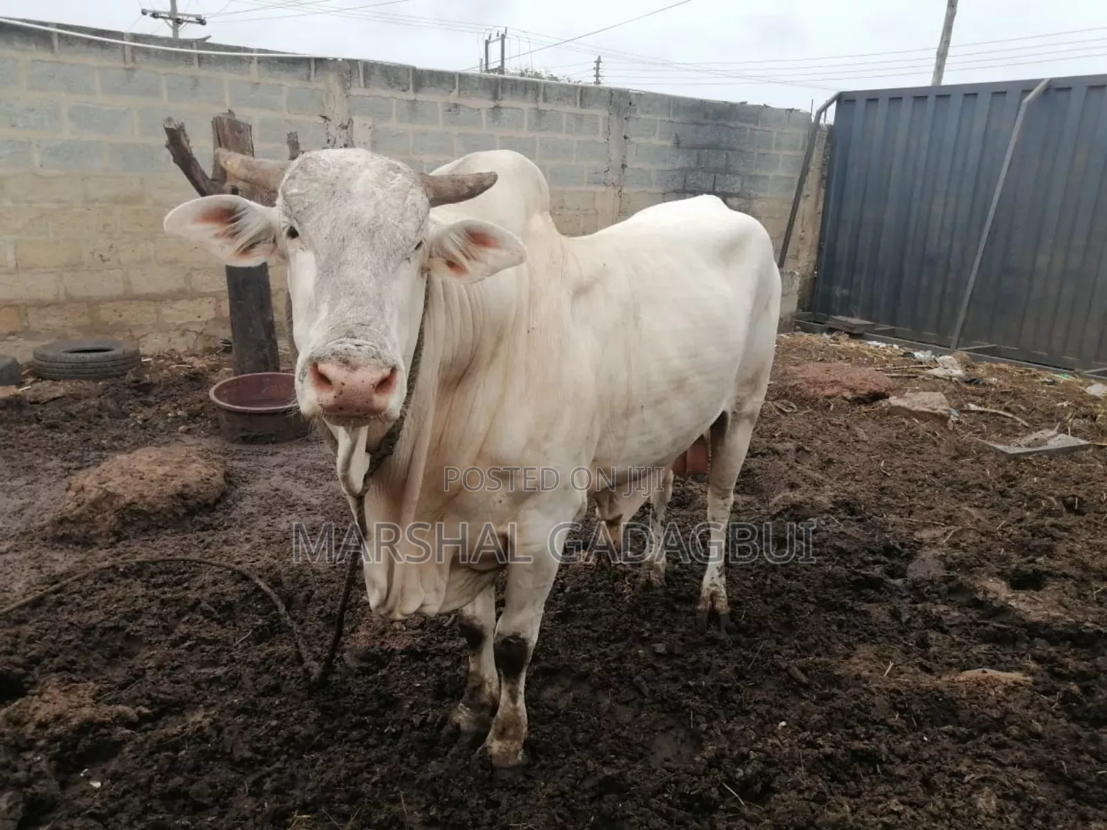 Cattle (Bulls) for Sale