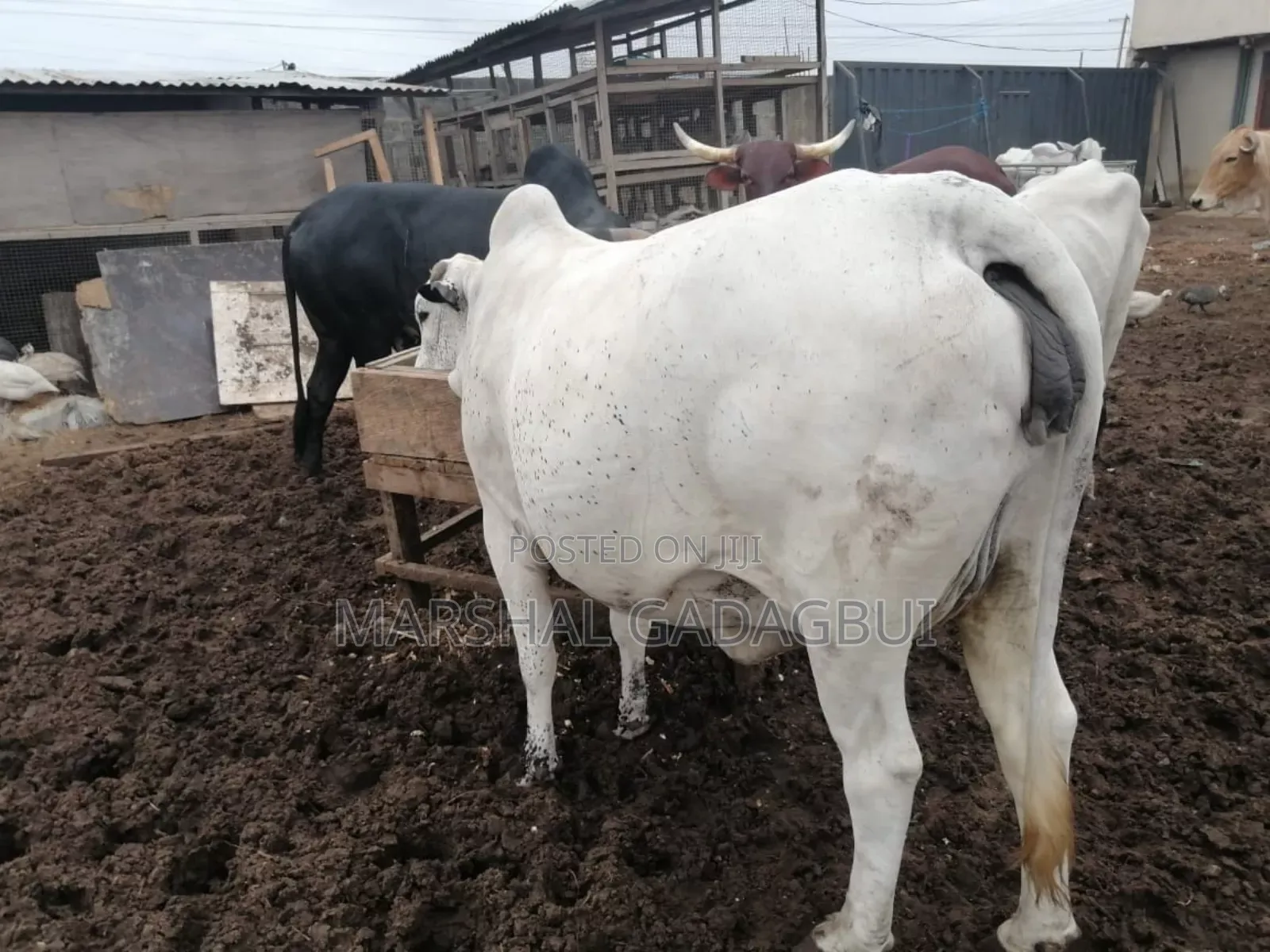 Cattle (Bulls) for Sale