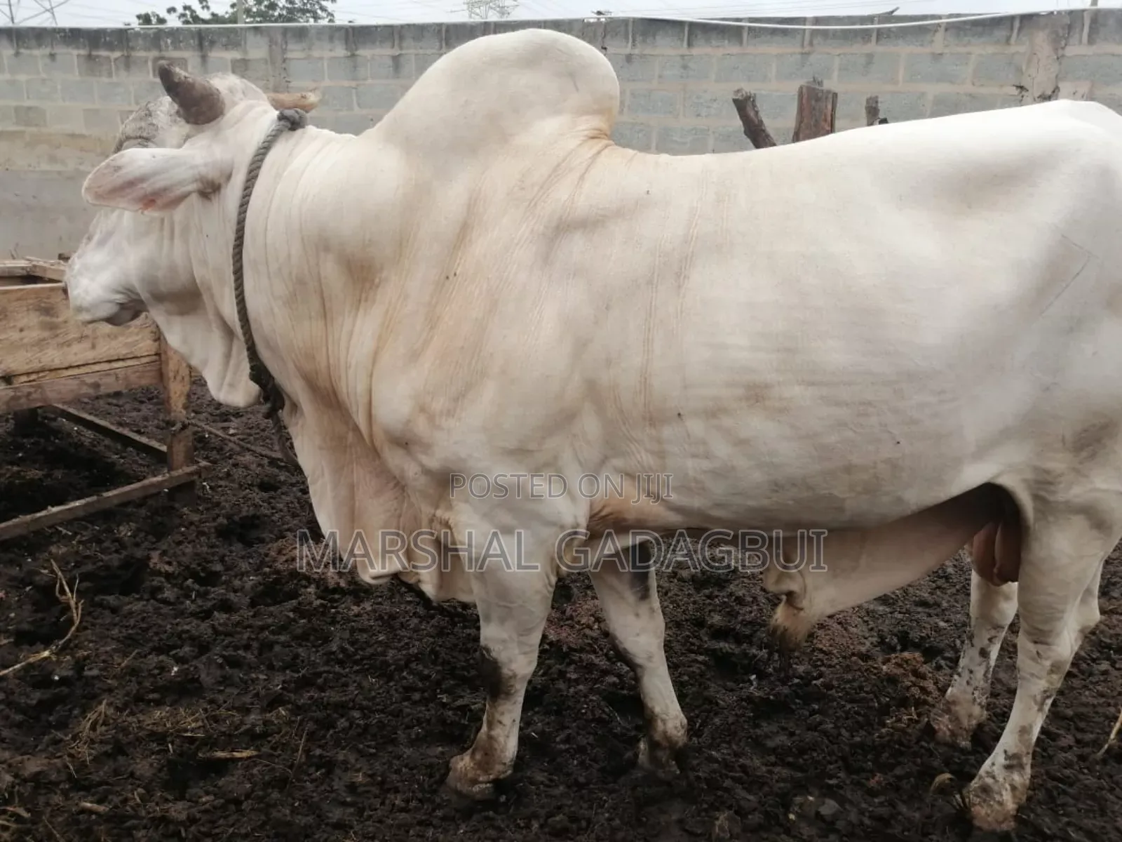 Cattle (Bulls) for Sale