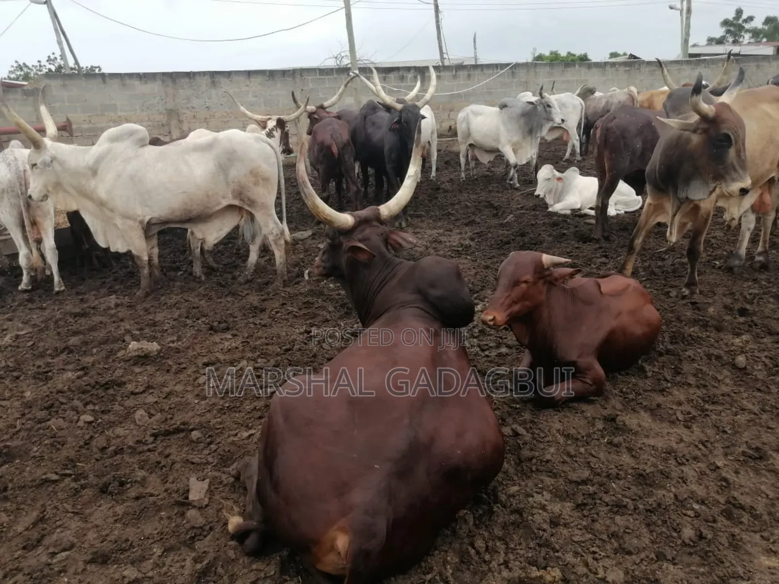 Cattle (Bulls) for Sale