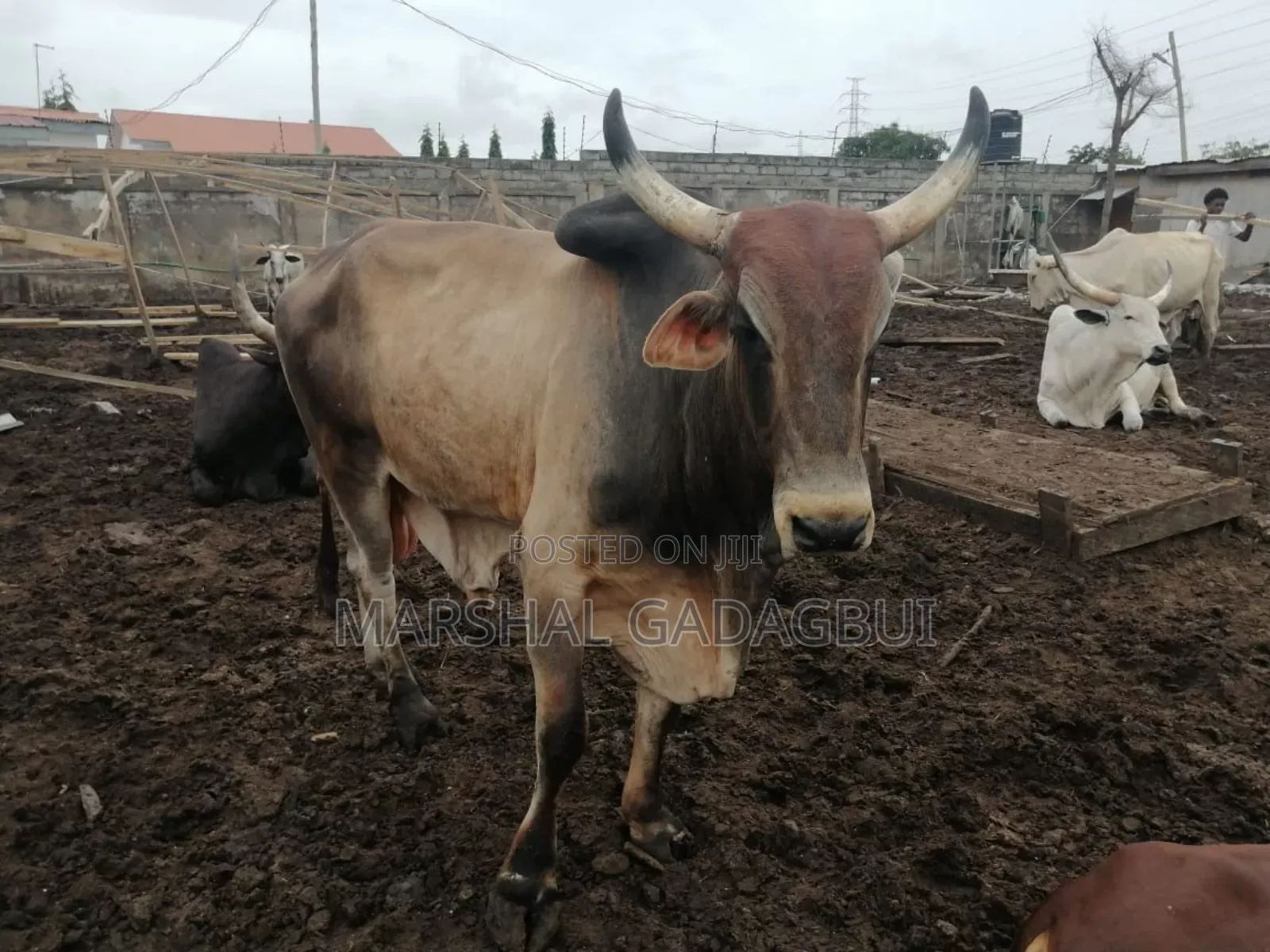 Cattle (Bulls) for Sale