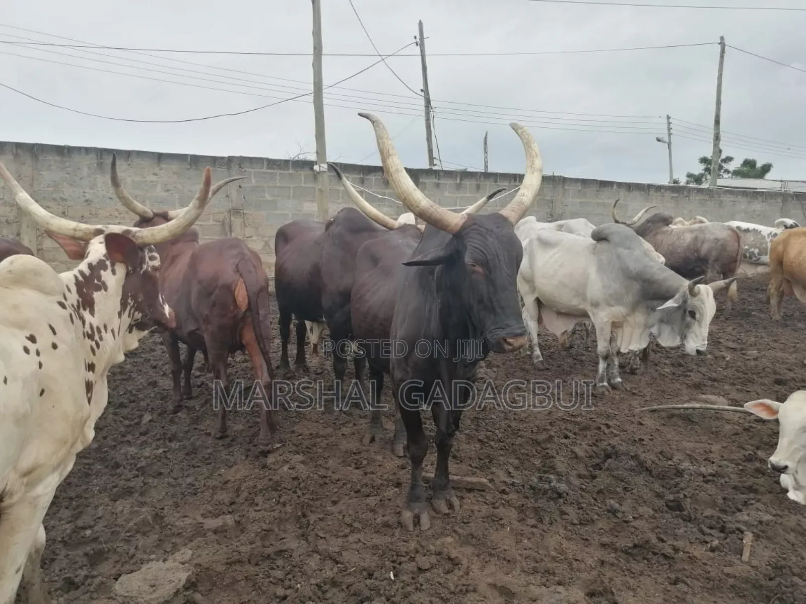 Cattle (Bulls) for Sale