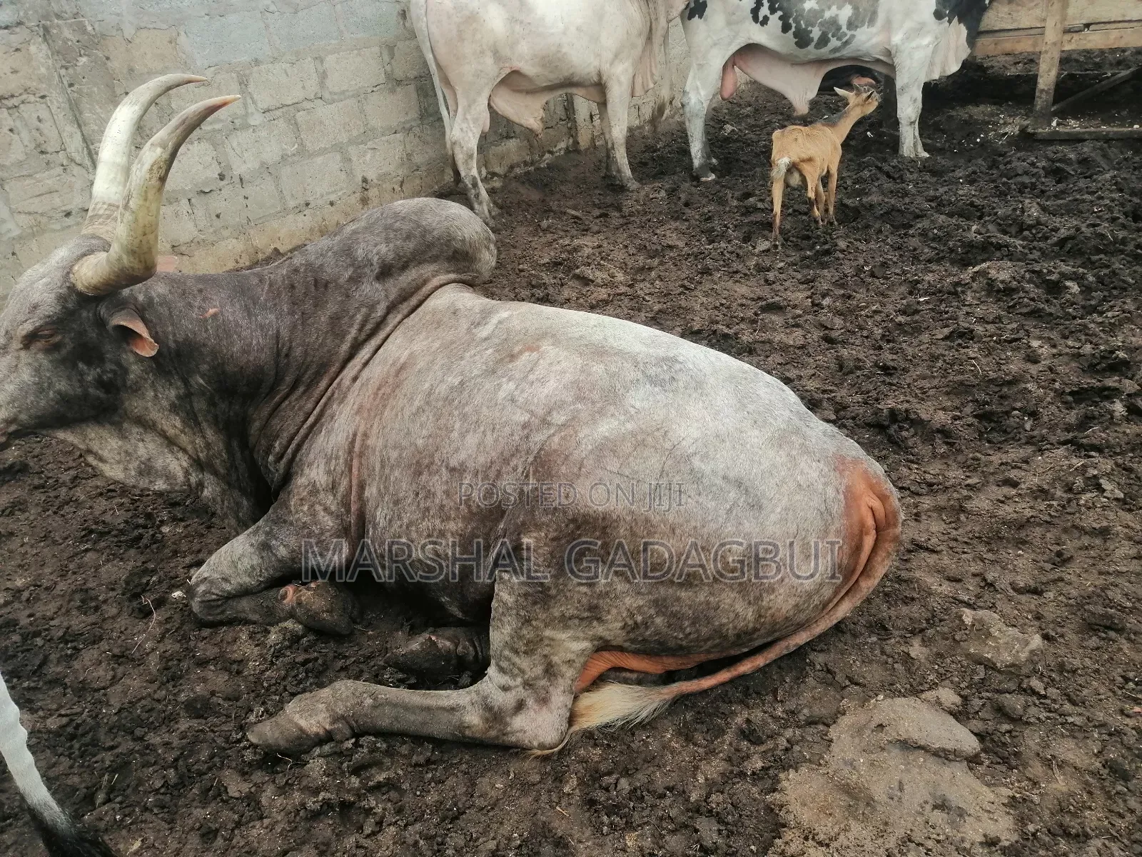 Cattle (Bulls) for Sale