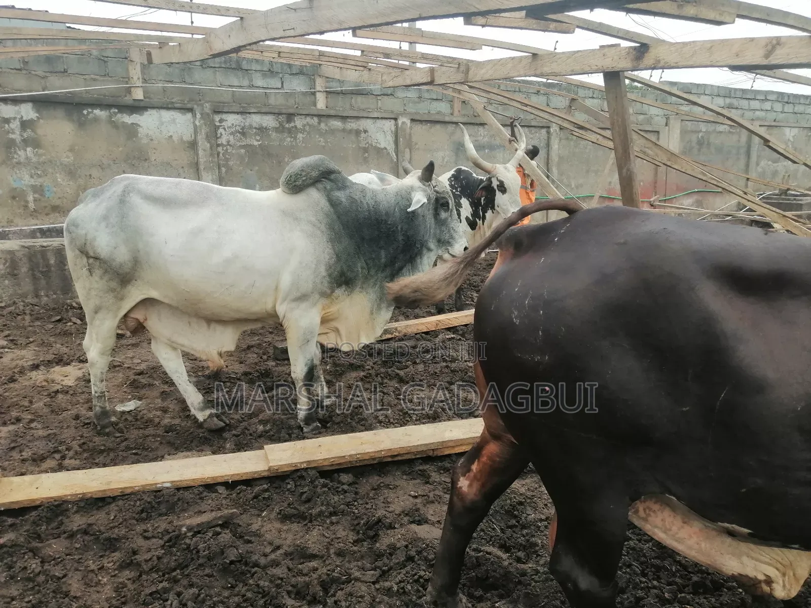 Cattle (Bulls) for Sale