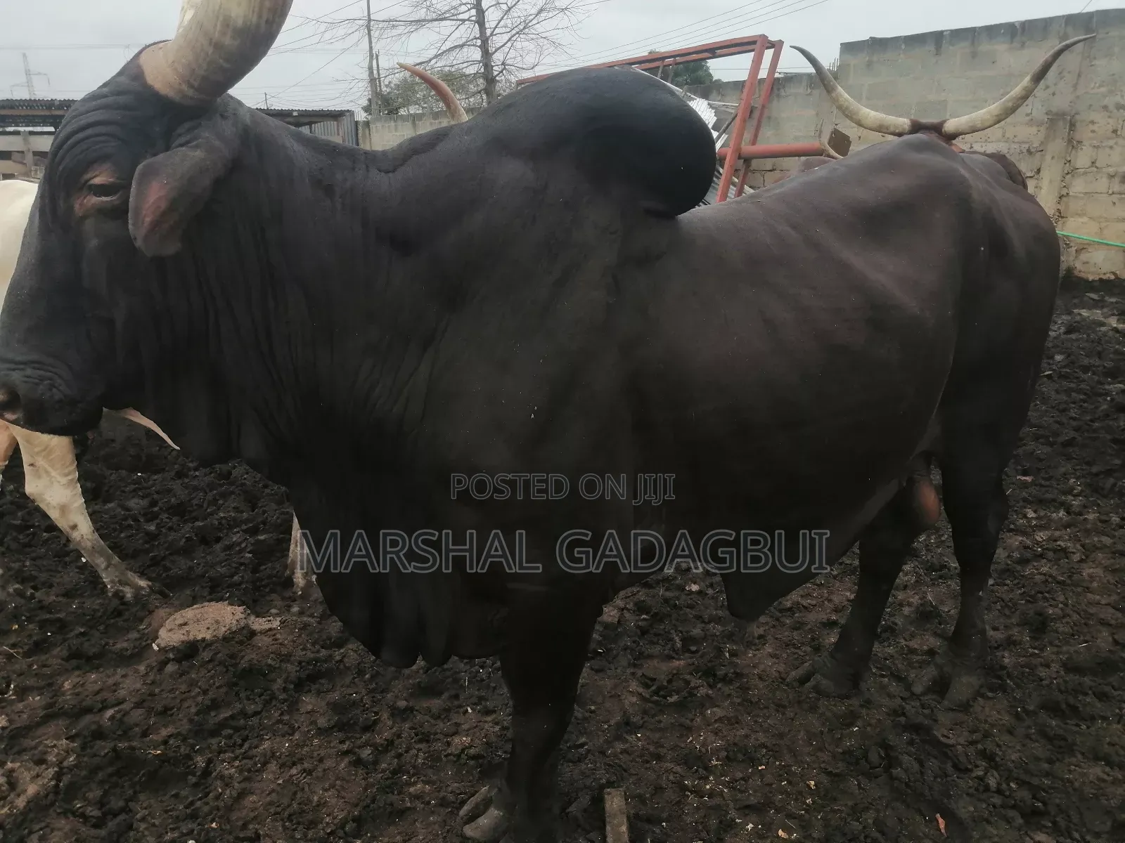 Cattle (Bulls) for Sale
