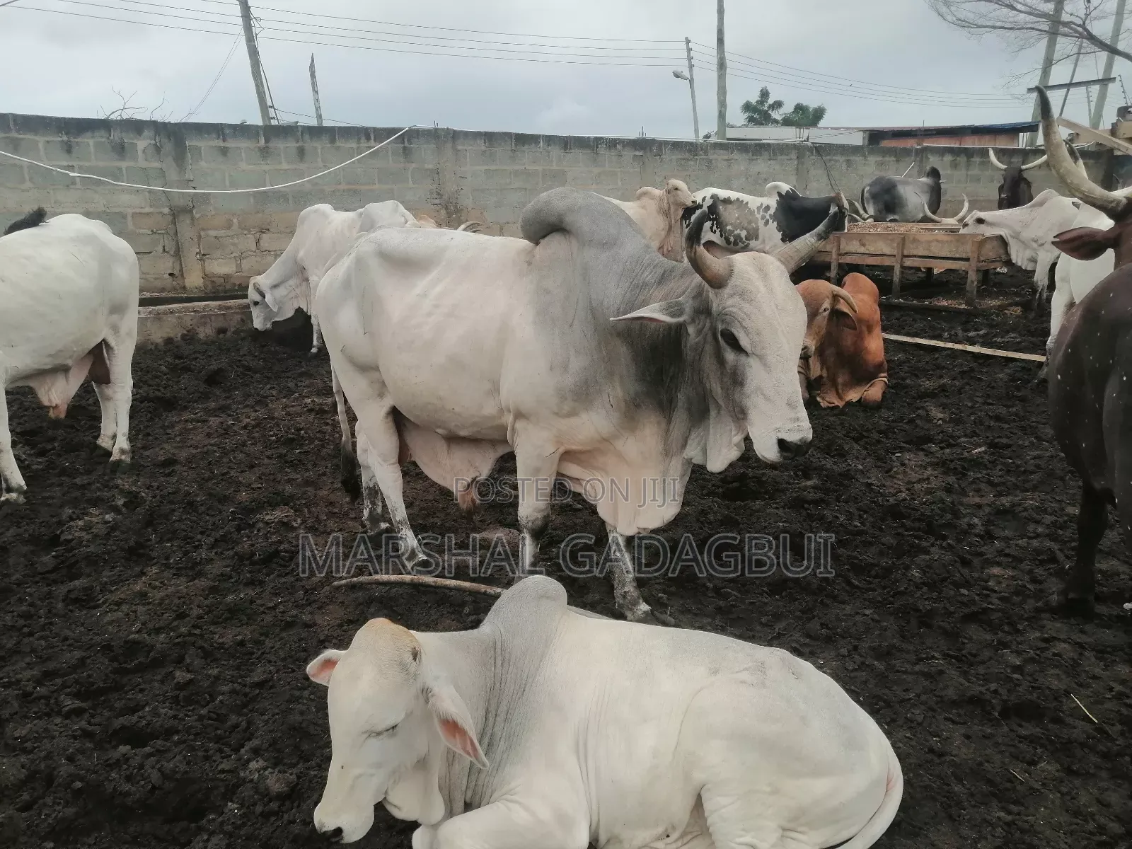 Cattle (Bulls) for Sale