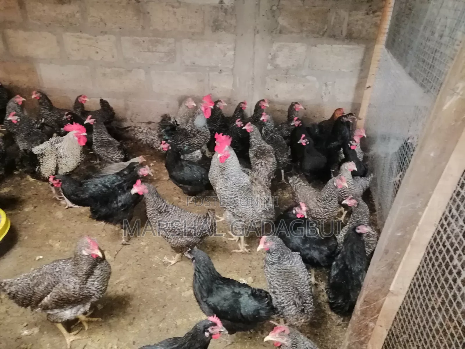 Cockerels for Sale