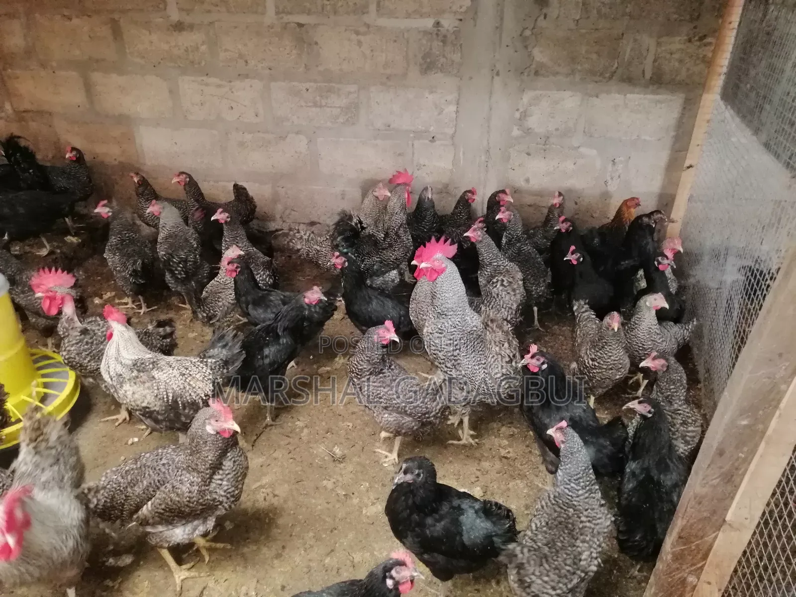 Cockerels for Sale