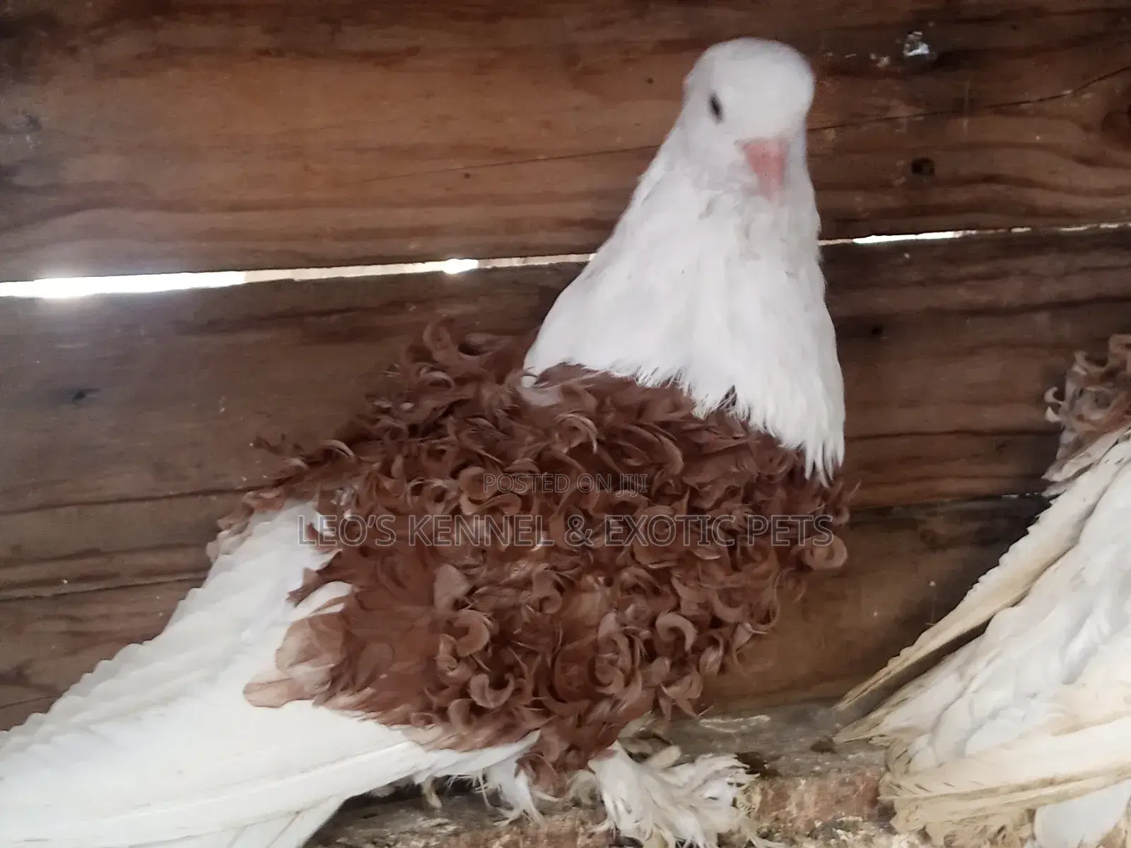 Pure Colored Frillback Pigeons