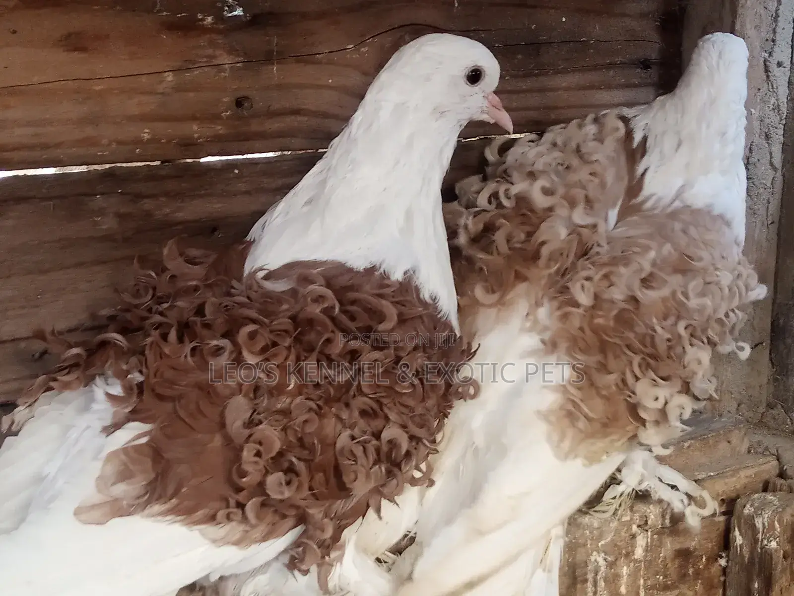 Pure Colored Frillback Pigeons