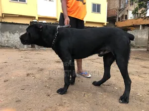 6-12 months Male Purebred Cane Corso