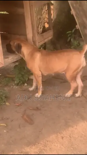 1+ year Male Purebred Boerboel
