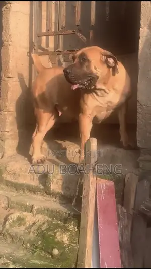 1+ year Male Purebred Boerboel