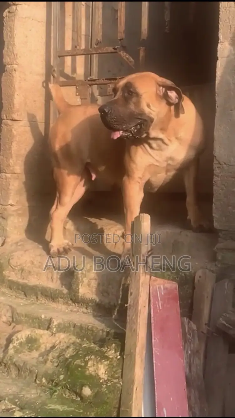 1+ year Male Purebred Boerboel