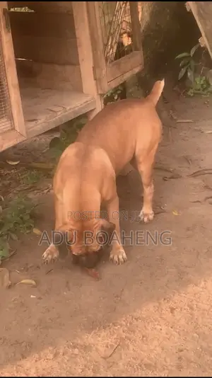 1+ year Male Purebred Boerboel