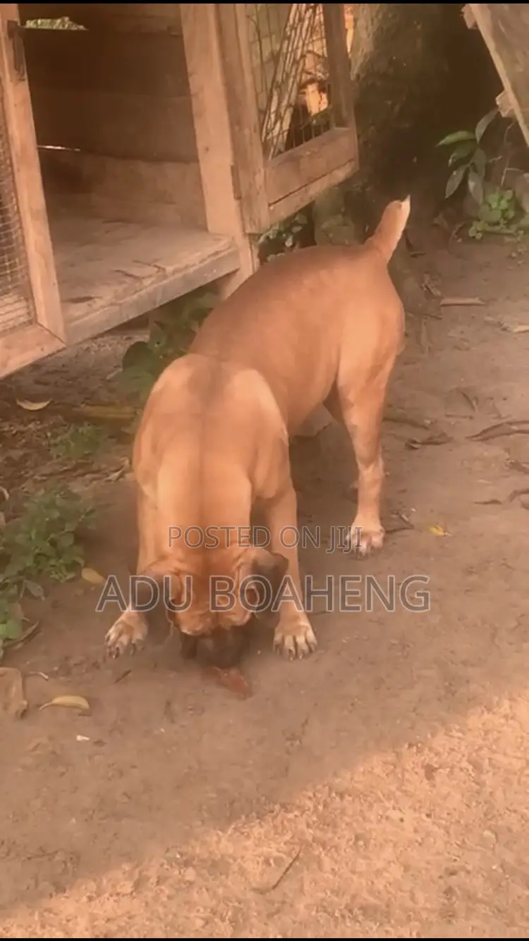 1+ year Male Purebred Boerboel