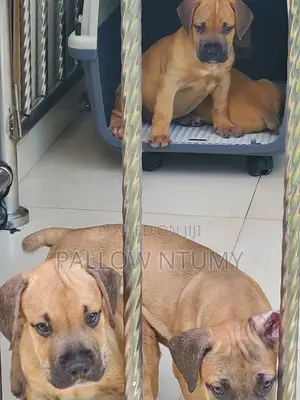 1-3 months Female Purebred Boerboel