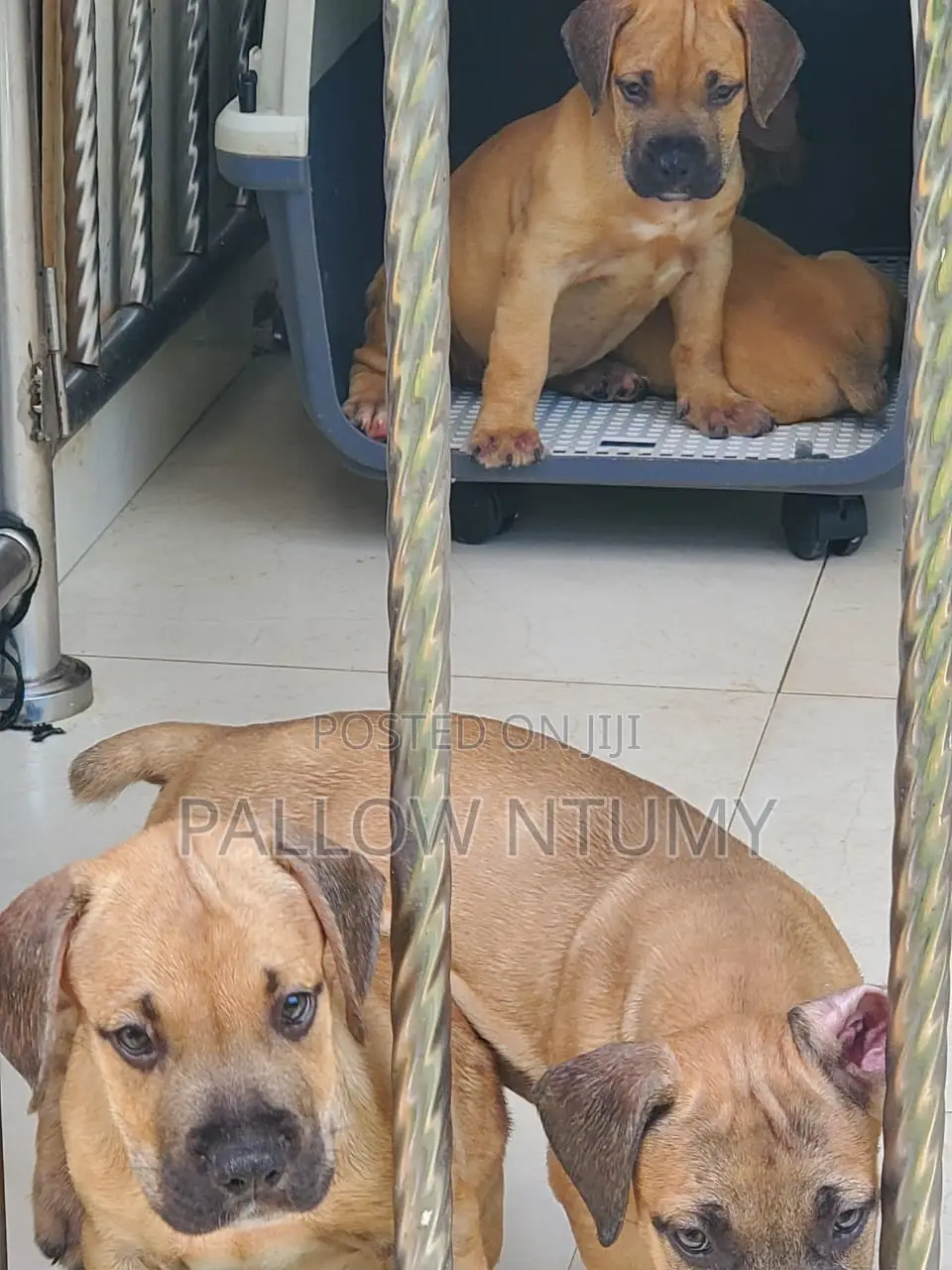 1-3 months Female Purebred Boerboel