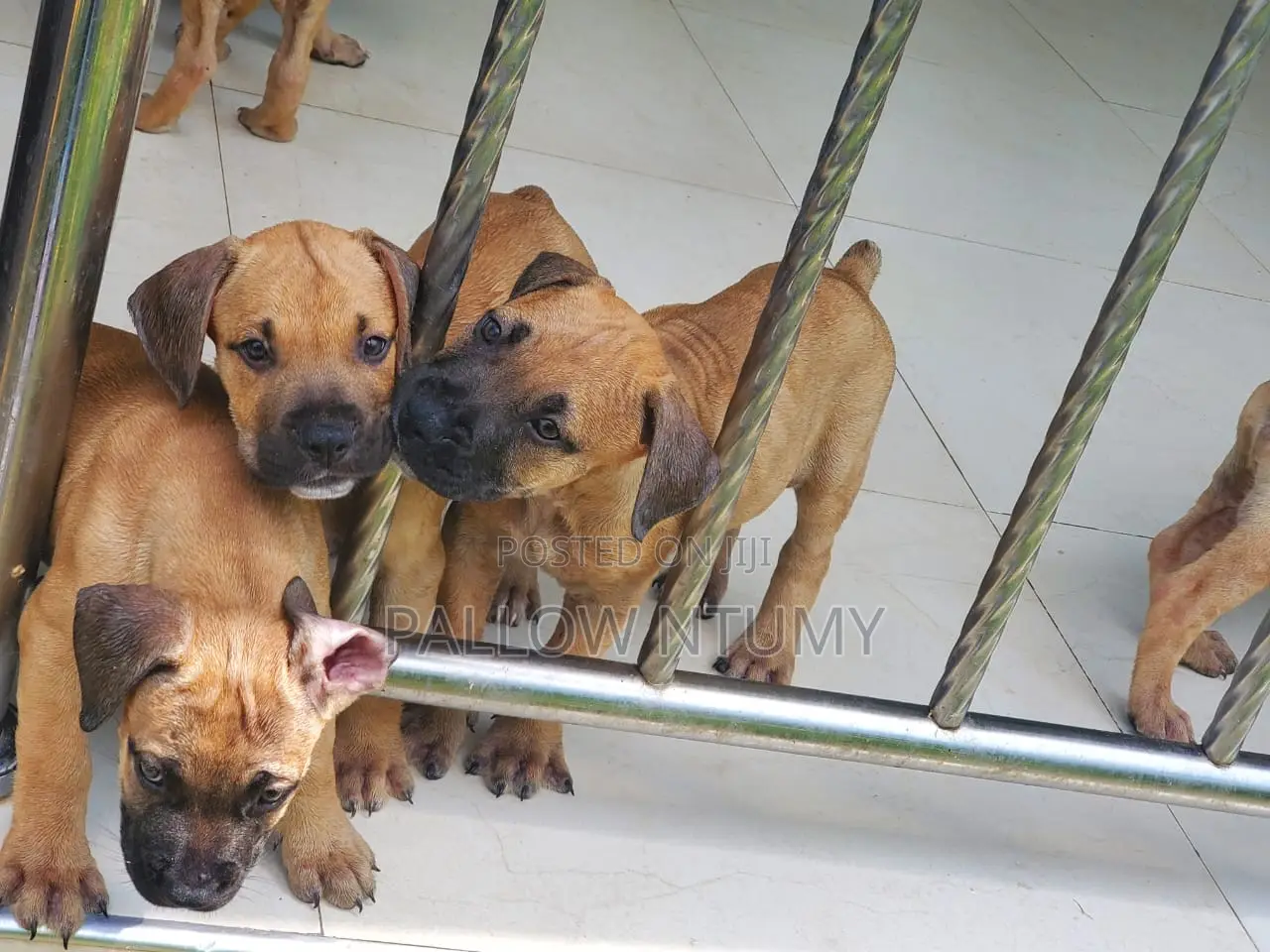1-3 months Female Purebred Boerboel
