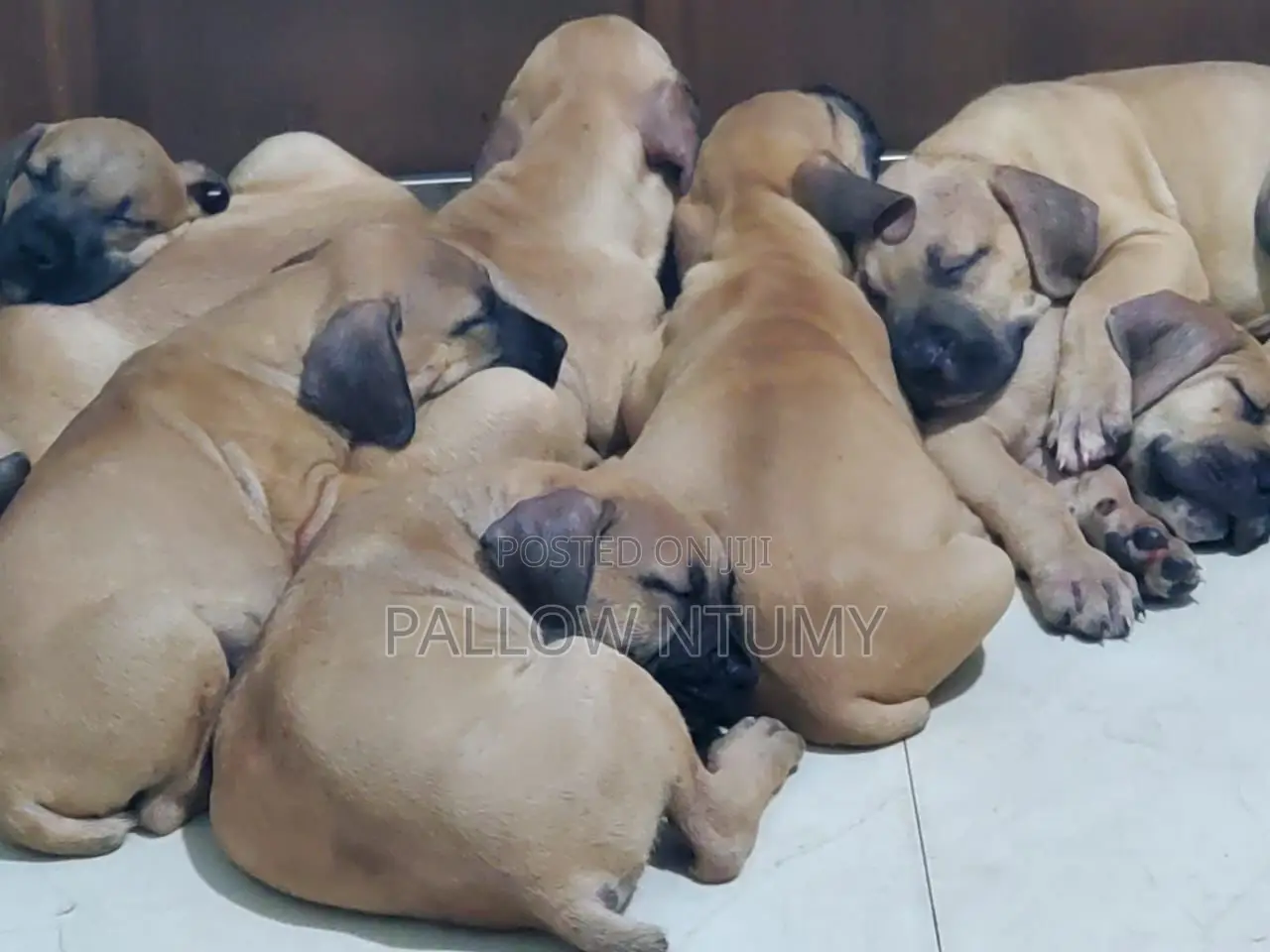 1-3 months Male Purebred Boerboel