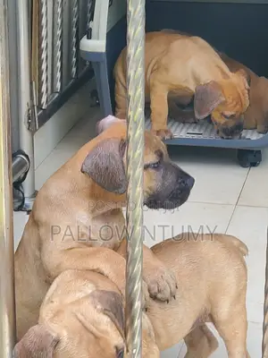 1-3 months Male Purebred Boerboel