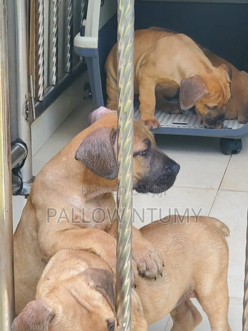 1-3 months Male Purebred Boerboel