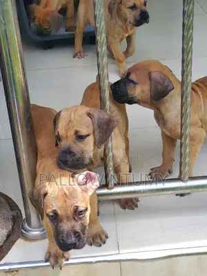 1-3 months Male Purebred Boerboel