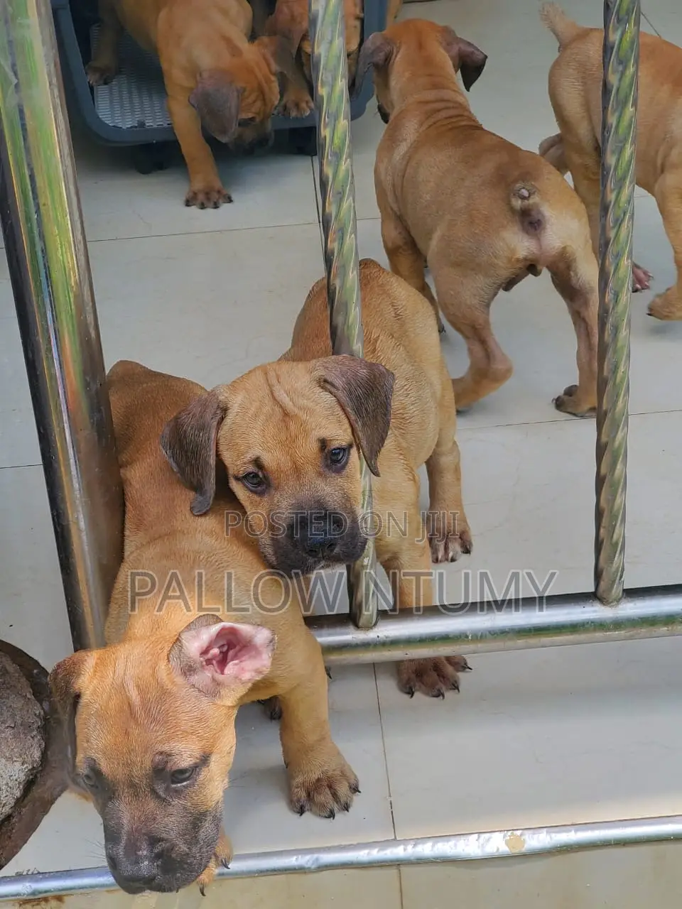 1-3 months Male Purebred Boerboel