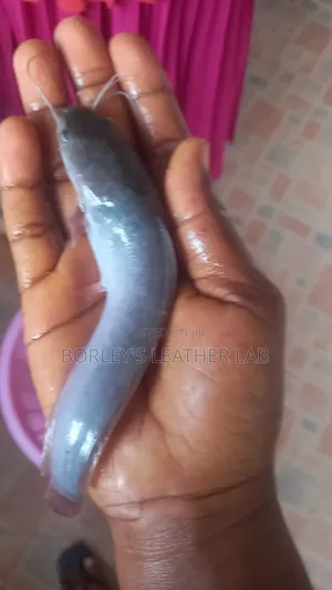 Catfish Jumbo