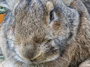 The Specie of Rabbit Almost Bigger Than Goats