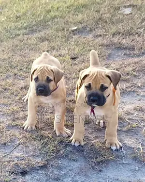 1-3 months Female Purebred Boerboel