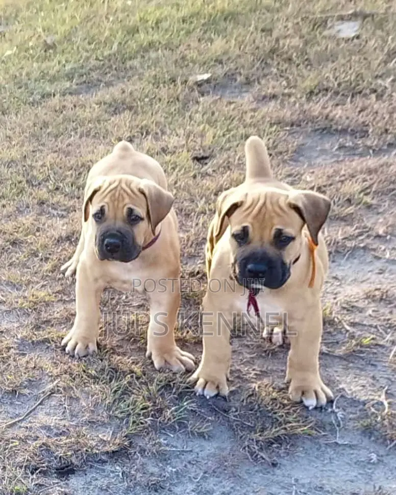 1-3 months Female Purebred Boerboel