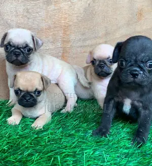 1-3 months Female Purebred Pug