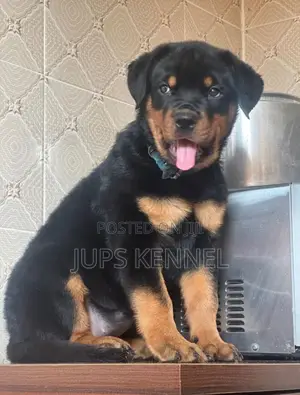 1-3 months Male Purebred Rottweiler