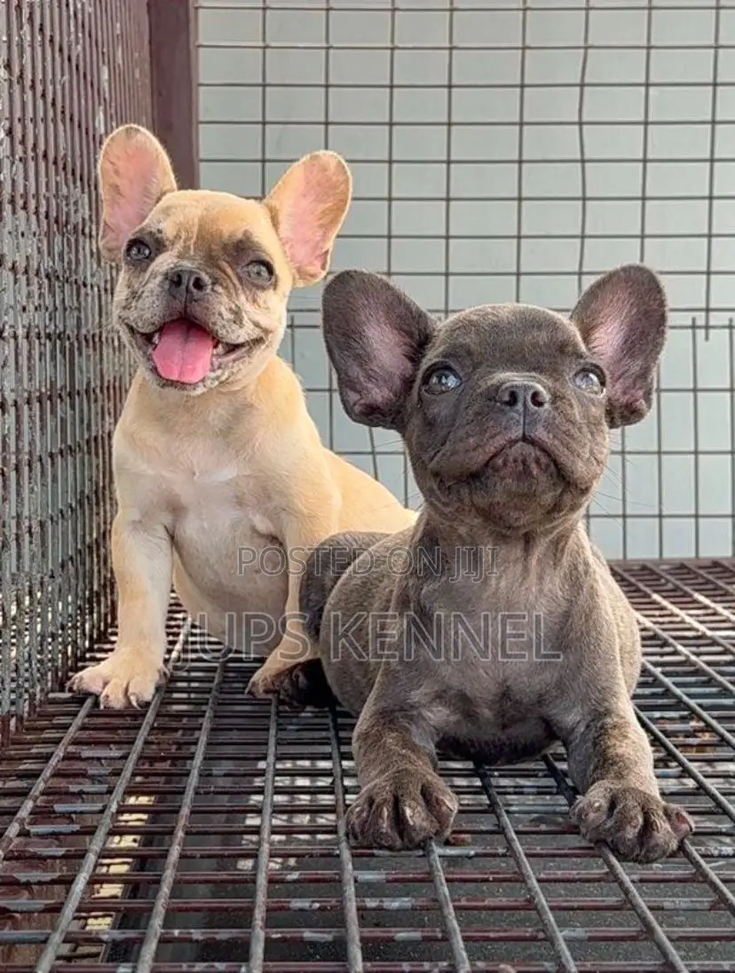 1-3 months Female Purebred French Bulldog