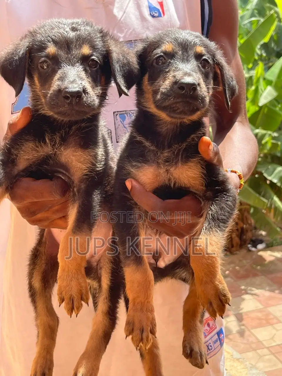 1-3 months Male Purebred German Shepherd