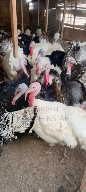 Matured Turkeys