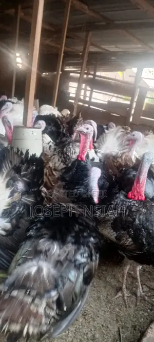 Matured Turkeys
